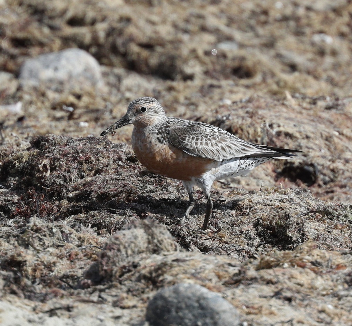 Red Knot - ML109684961