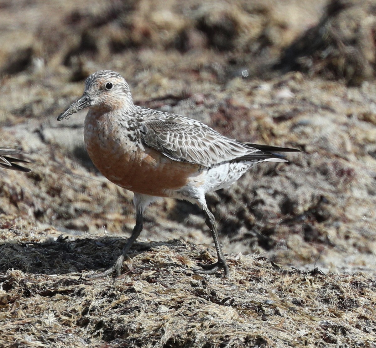 Red Knot - ML109685021