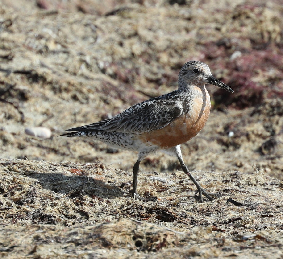 Red Knot - ML109685071