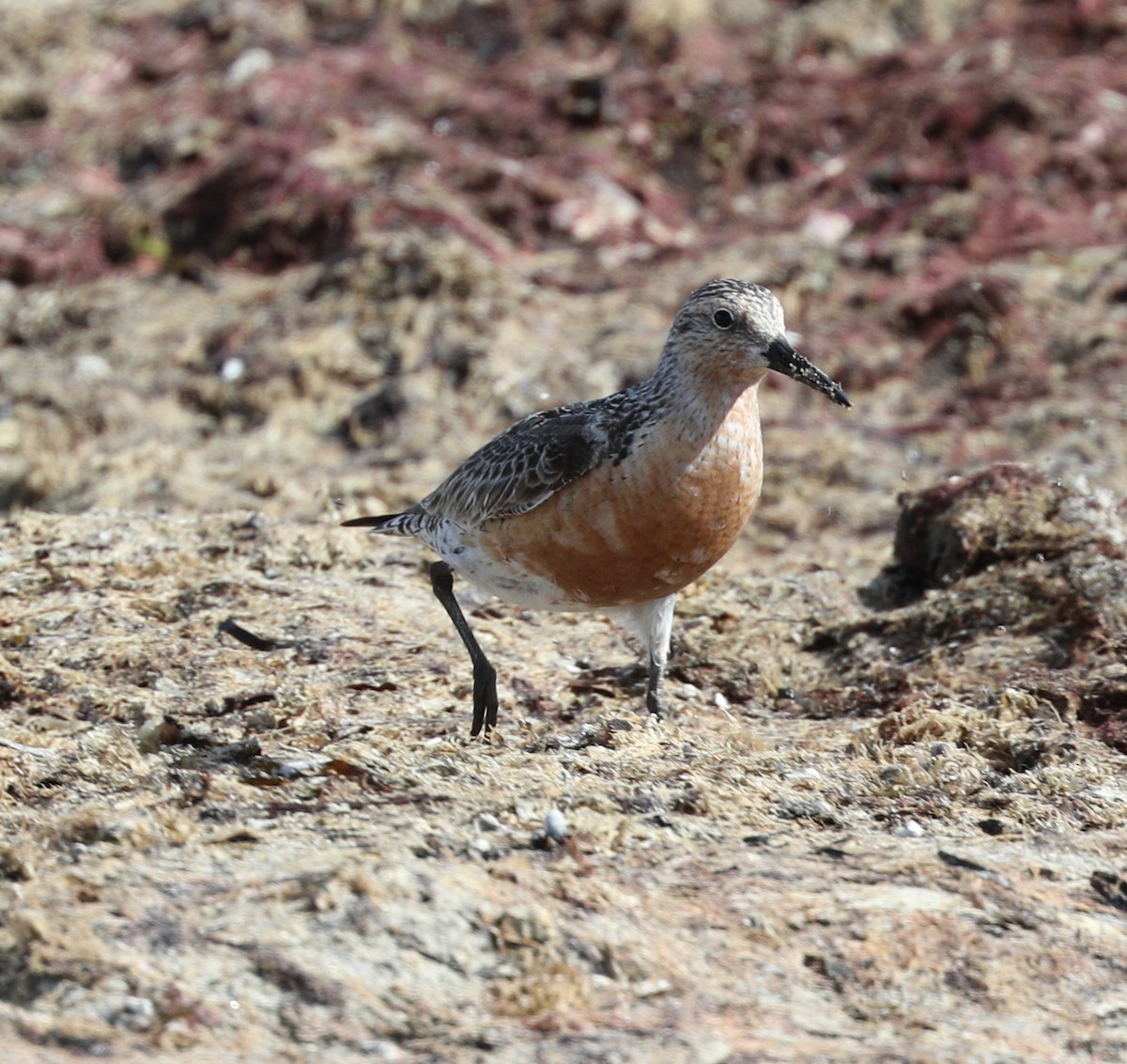 Red Knot - ML109685121