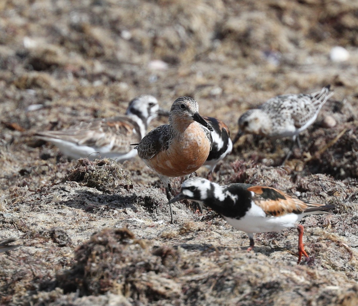 Red Knot - ML109685171