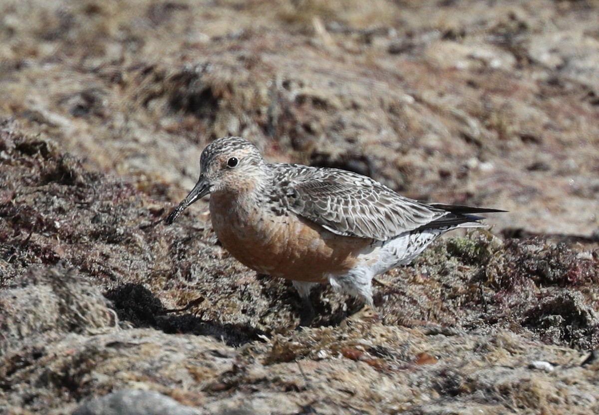 Red Knot - ML109685181