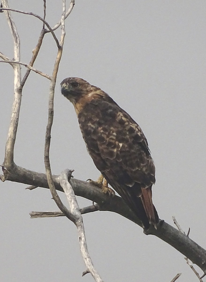 Red-tailed Hawk - ML109686331