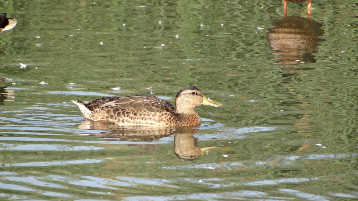 Canard colvert - ML109689661