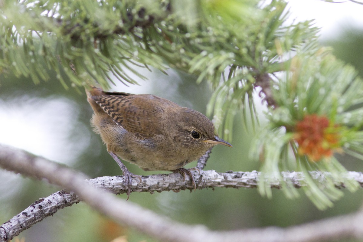 Northern House Wren - ML109692551
