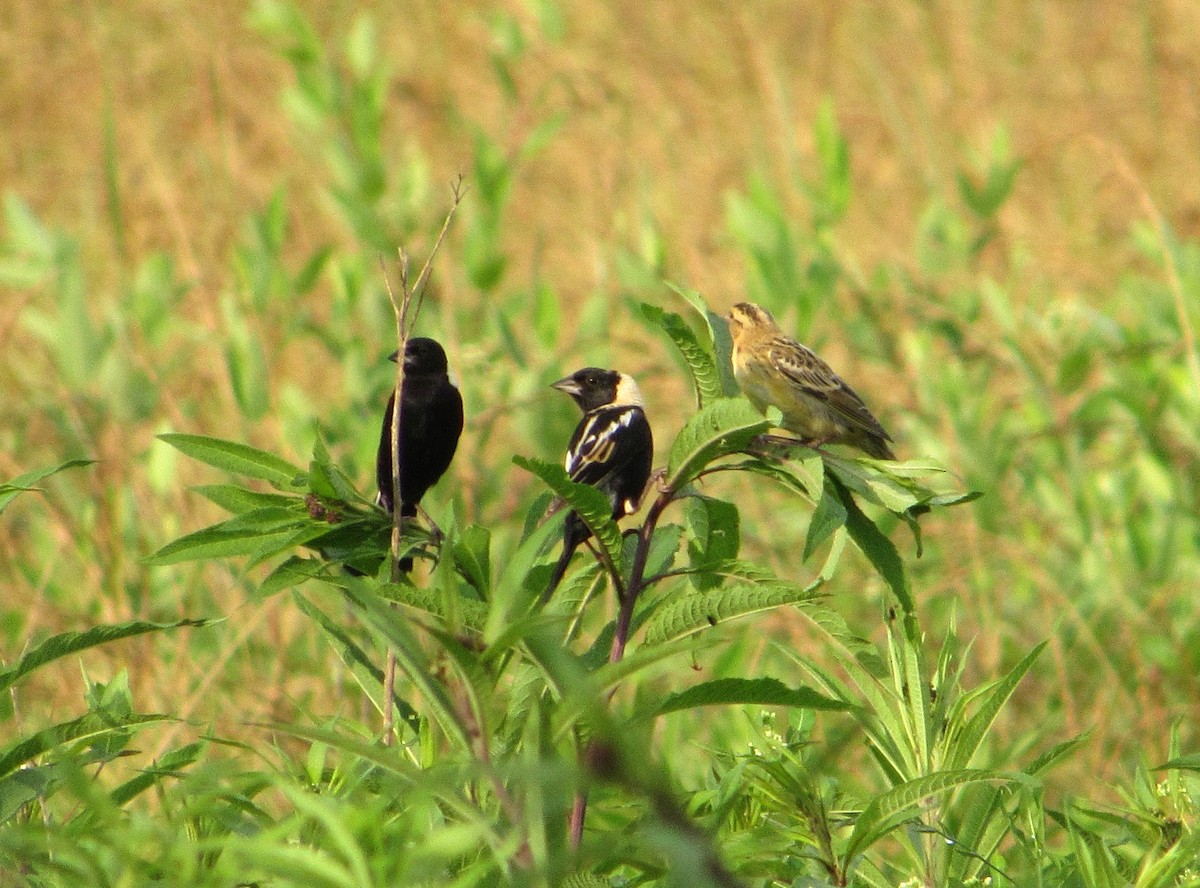 Bobolink - Debbie and Mark Raven