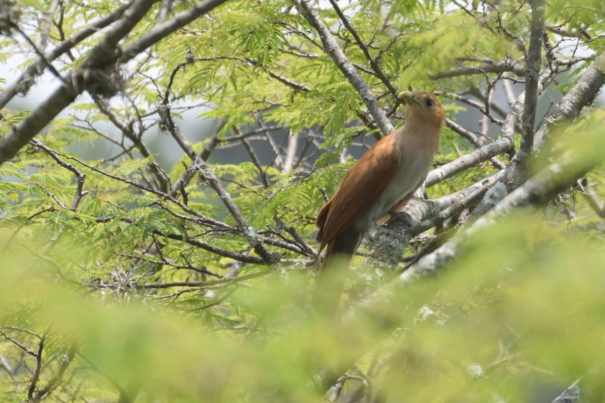 Squirrel Cuckoo - Ricardo Arredondo