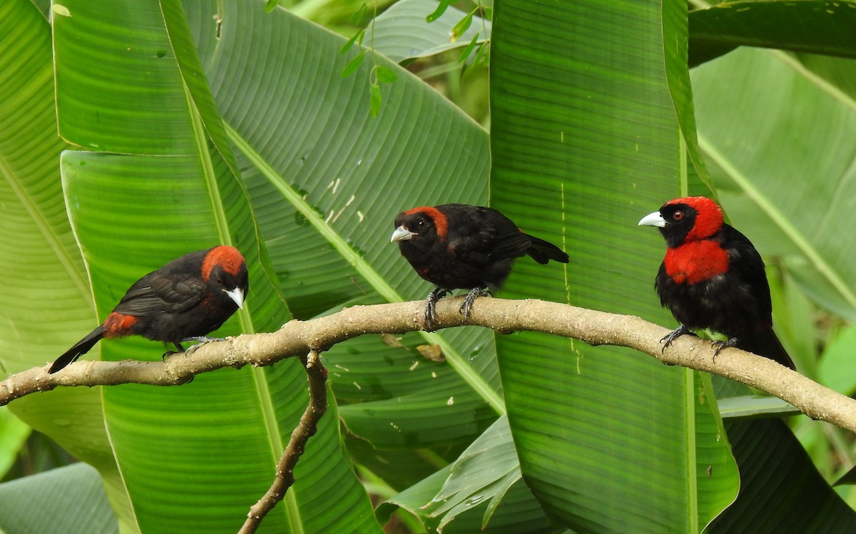 Crimson-collared Tanager - John and Milena Beer