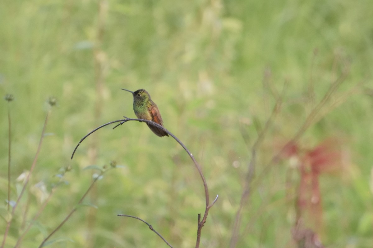 beryllkolibri - ML109697851