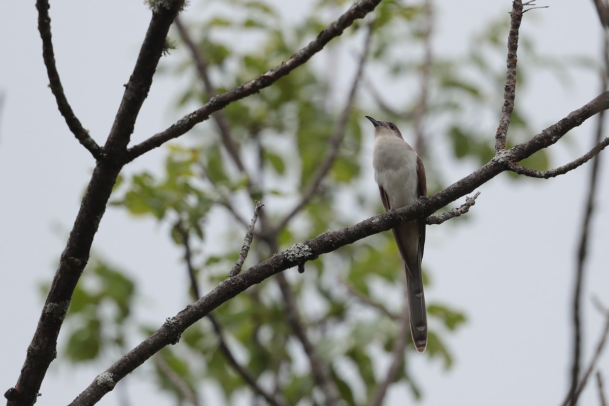 Black-billed Cuckoo - ML109697921