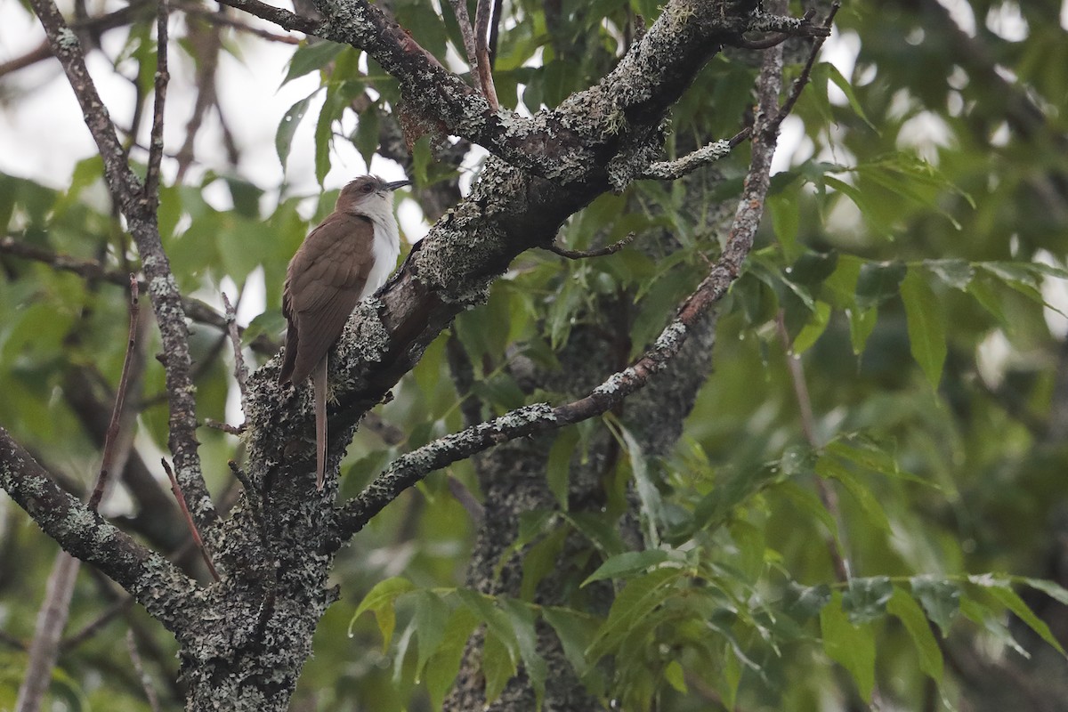 Black-billed Cuckoo - ML109697931