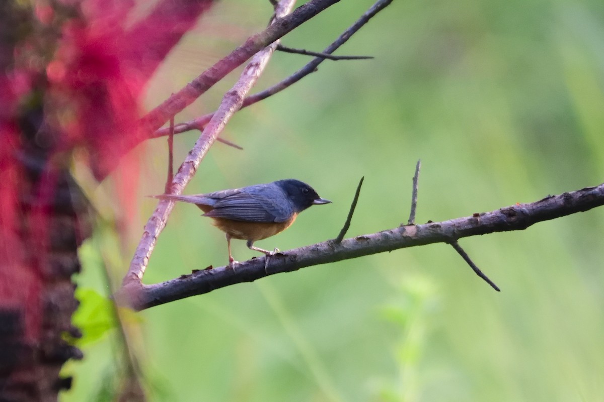 Cinnamon-bellied Flowerpiercer - ML109698221