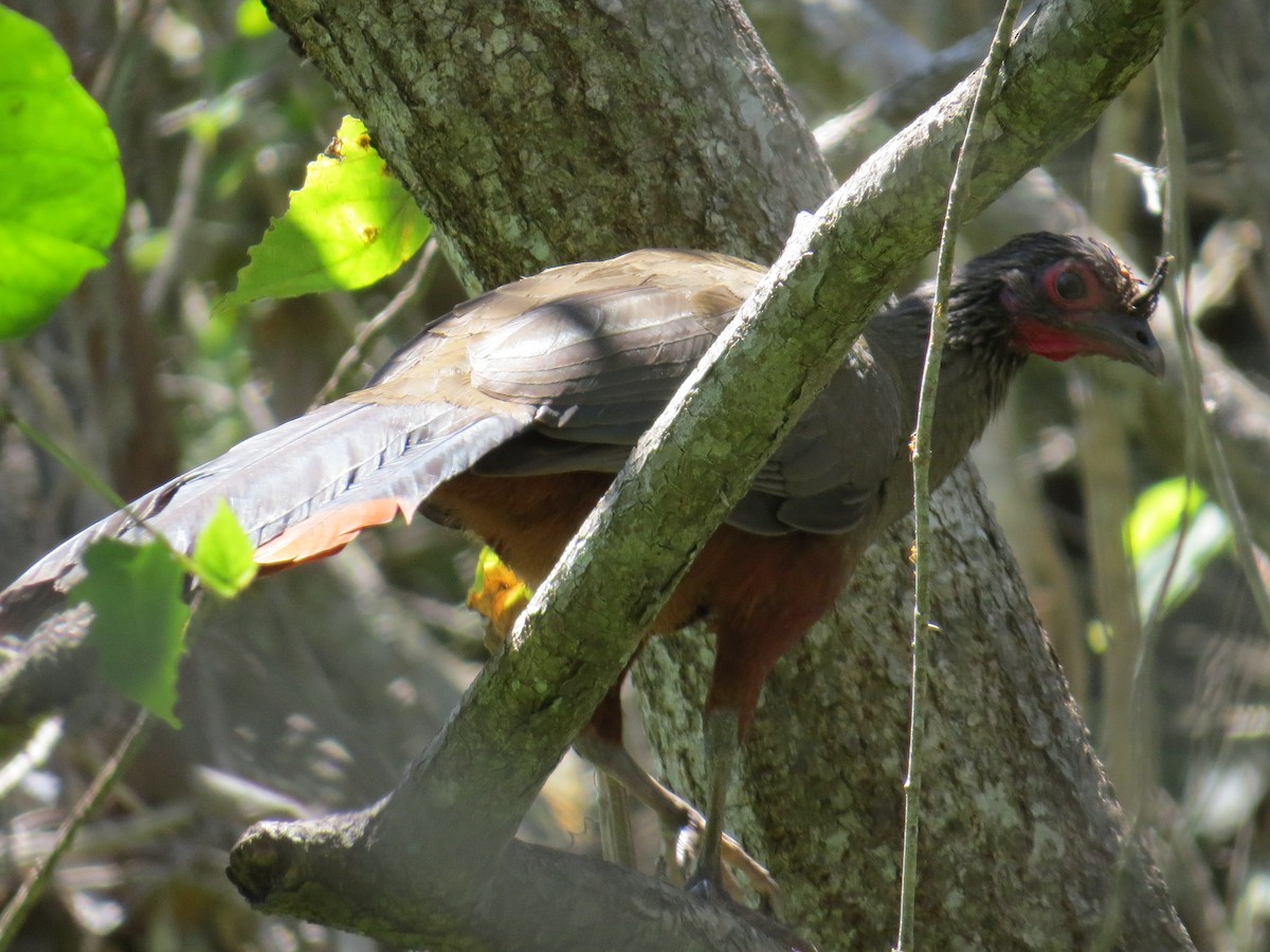 Rufous-bellied Chachalaca - ML109698661