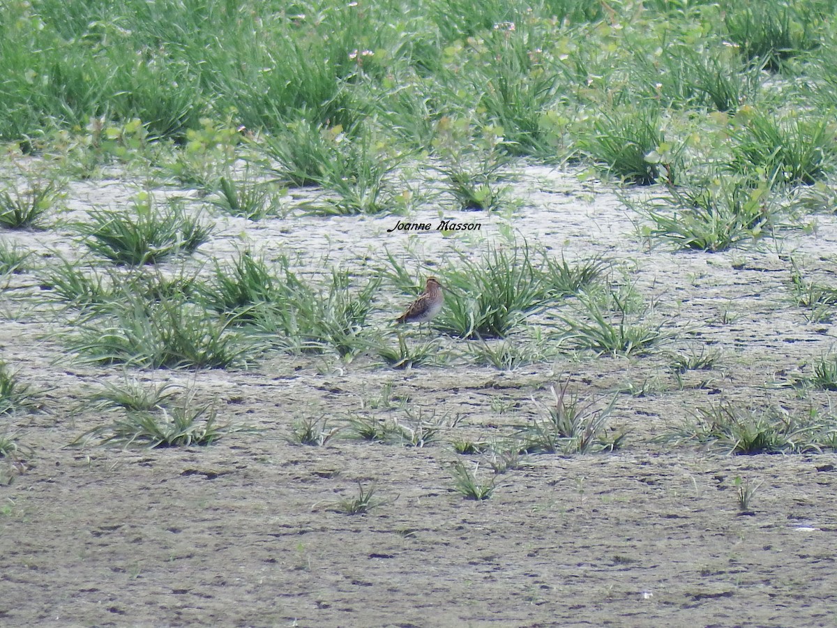 Wilson's Snipe - Joanne Masson