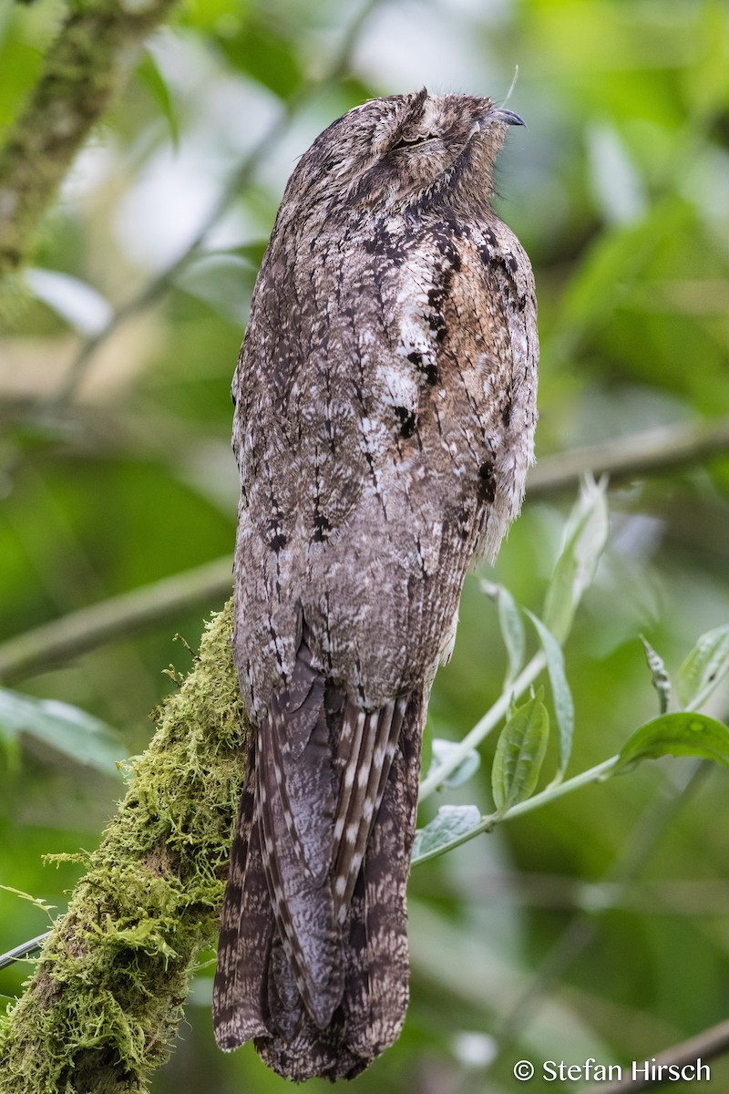 Common Potoo - Stefan Hirsch