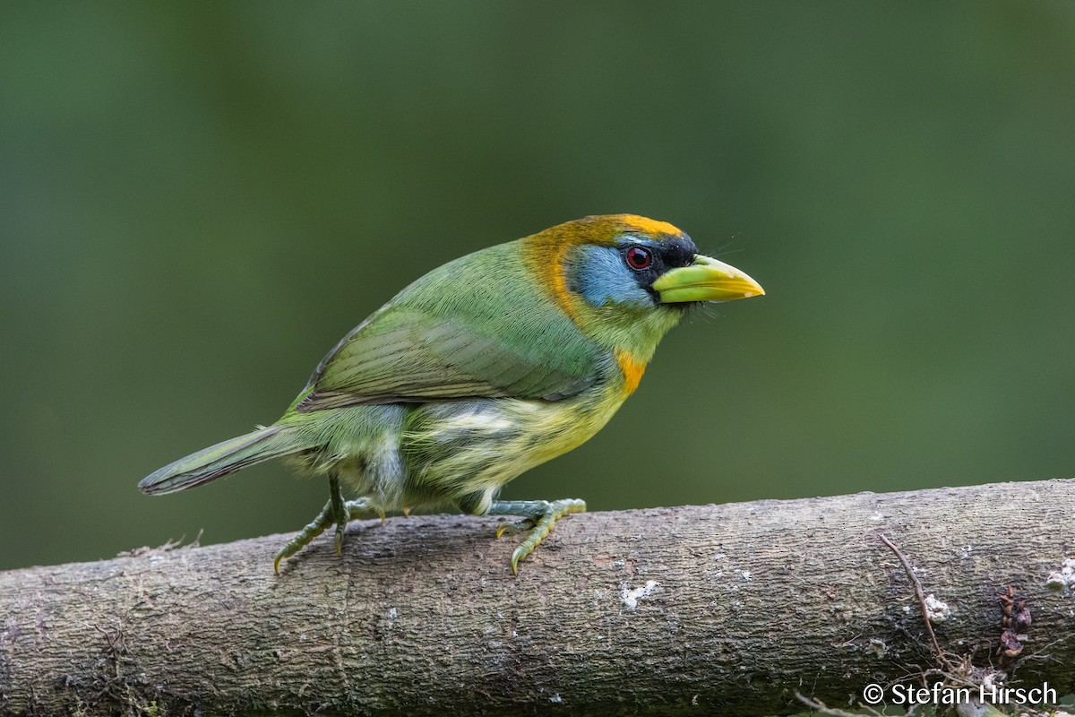 Red-headed Barbet - ML109700151