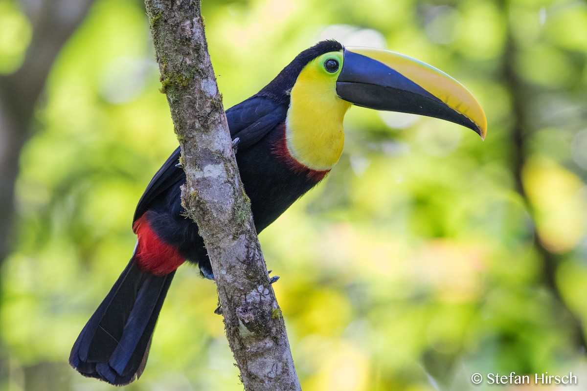 Choco Toucan - Stefan Hirsch