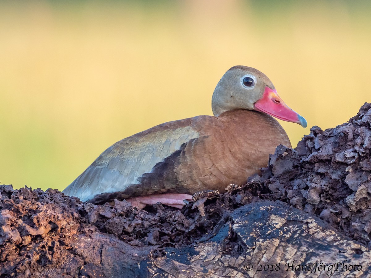 Black-bellied Whistling-Duck - ML109700581