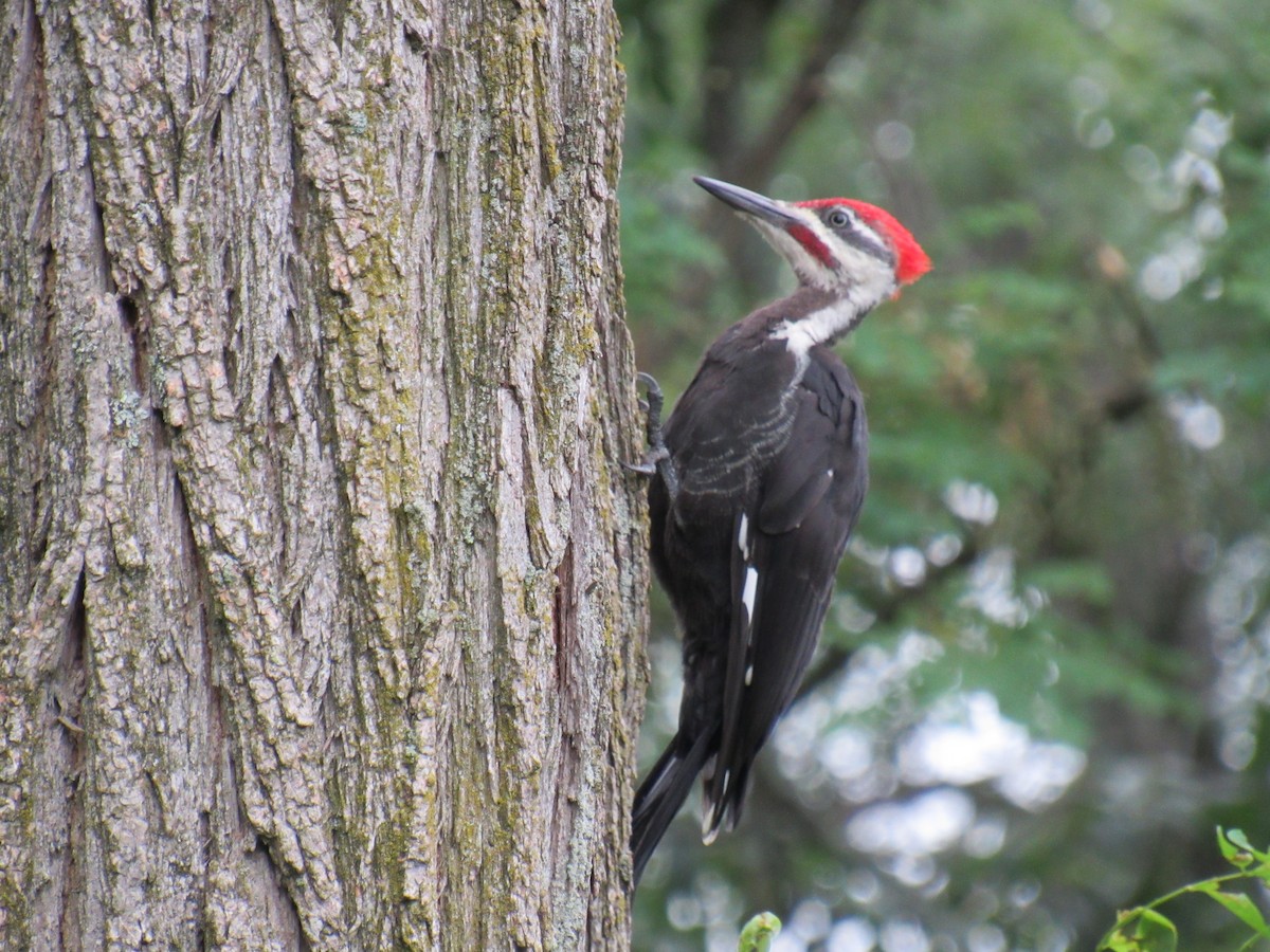 Pileated Woodpecker - ML109702761