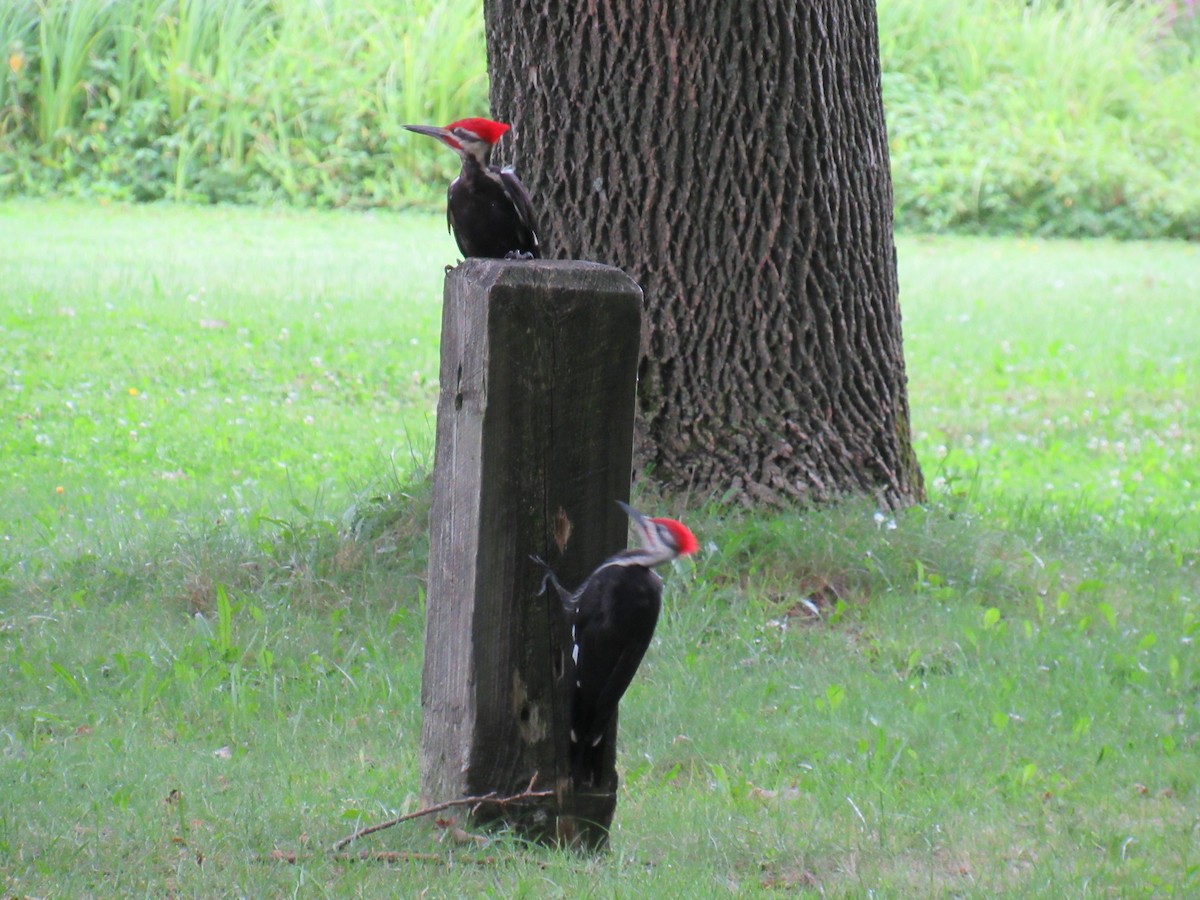 Pileated Woodpecker - ML109702771