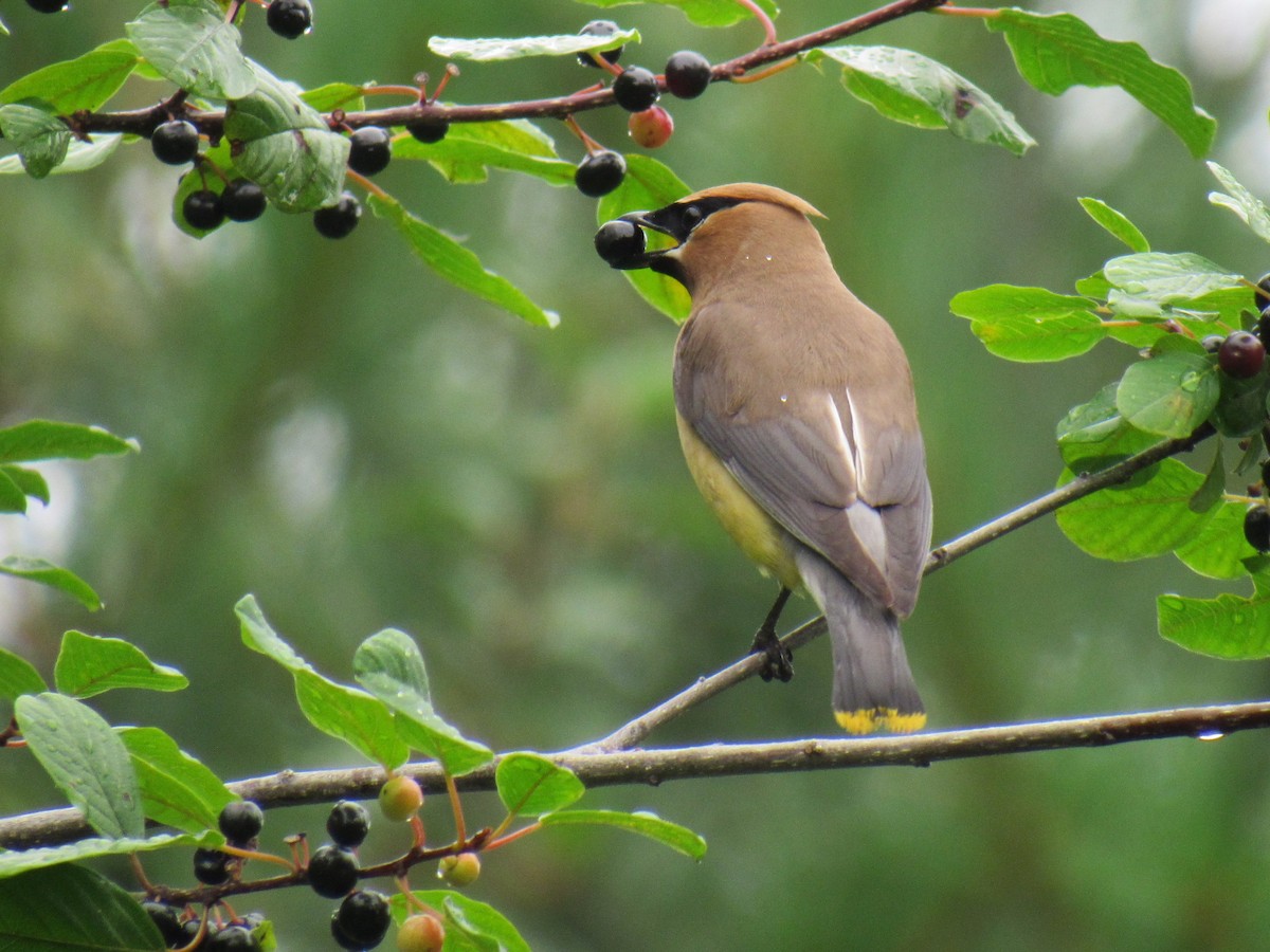 Cedar Waxwing - ML109703381