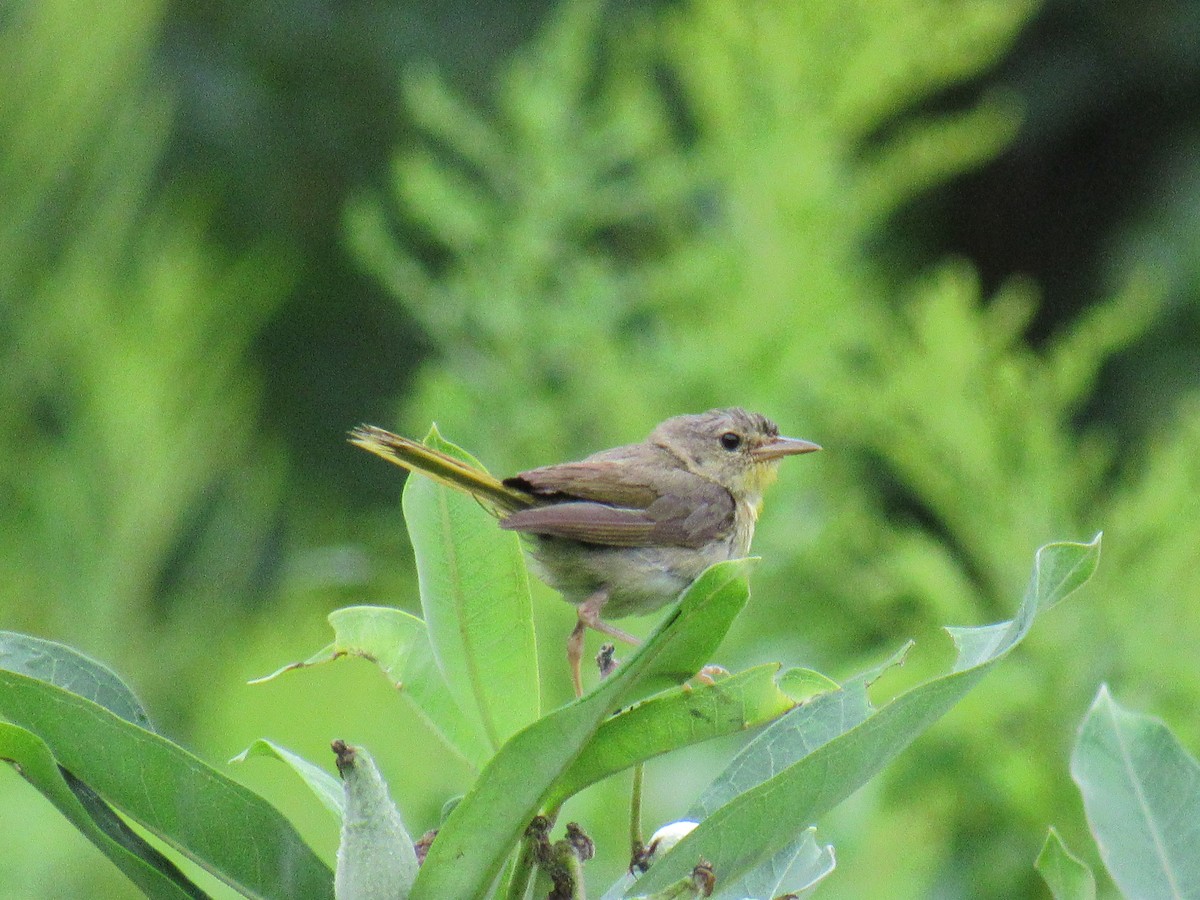 Common Yellowthroat - ML109703471