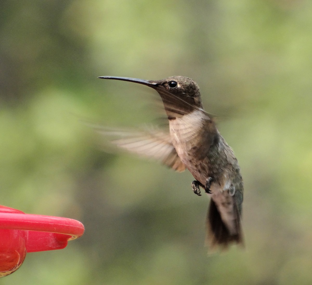 Black-chinned Hummingbird - Cara Barnhill