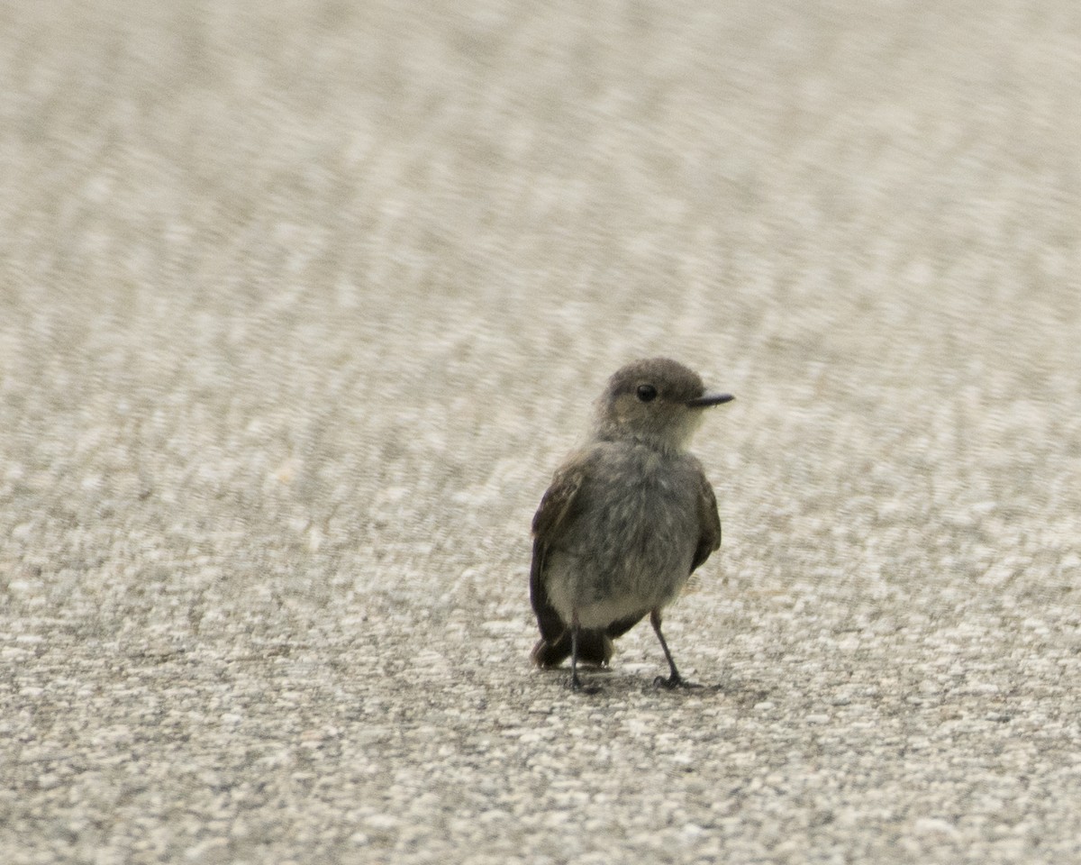 Eastern Phoebe - ML109705251