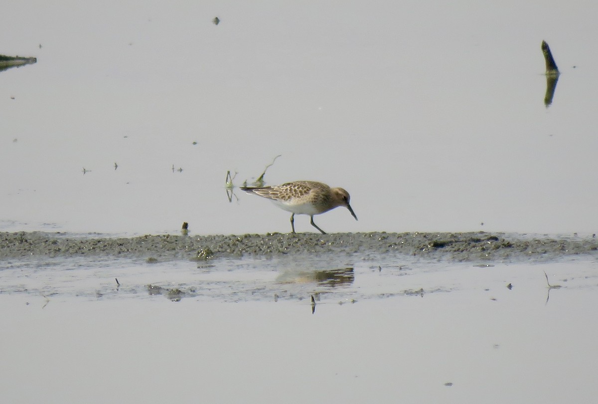 Baird's Sandpiper - ML109706221