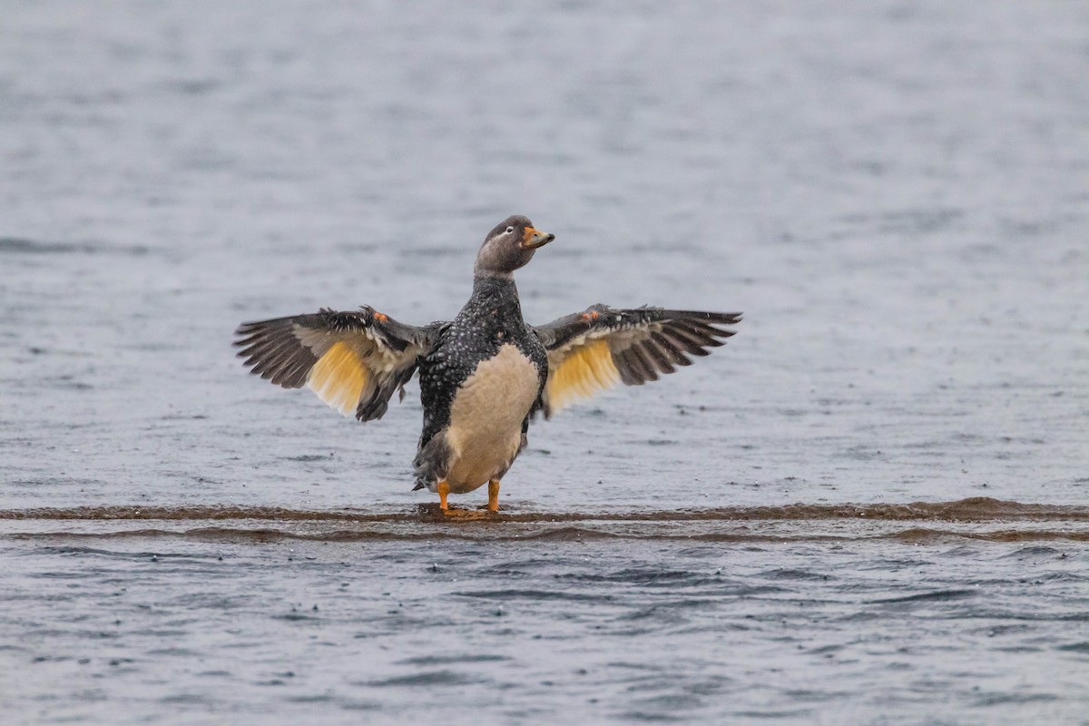 Flying Steamer-Duck - Roberto Cañete