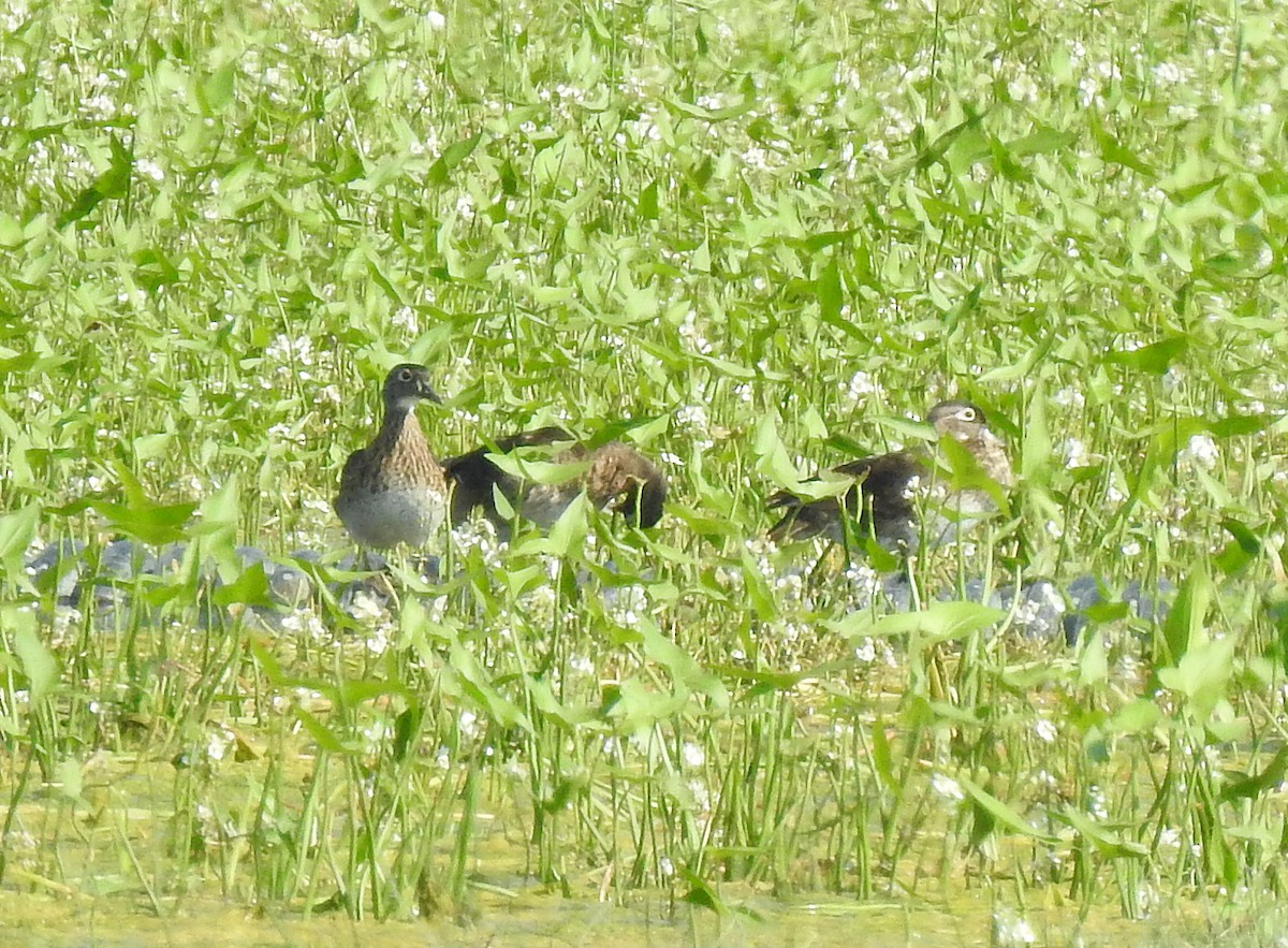 Wood Duck - ML109708791