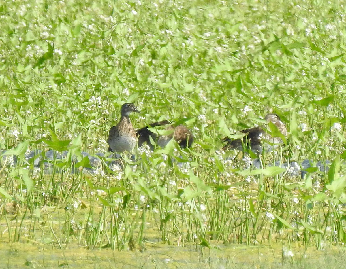 Wood Duck - ML109708801