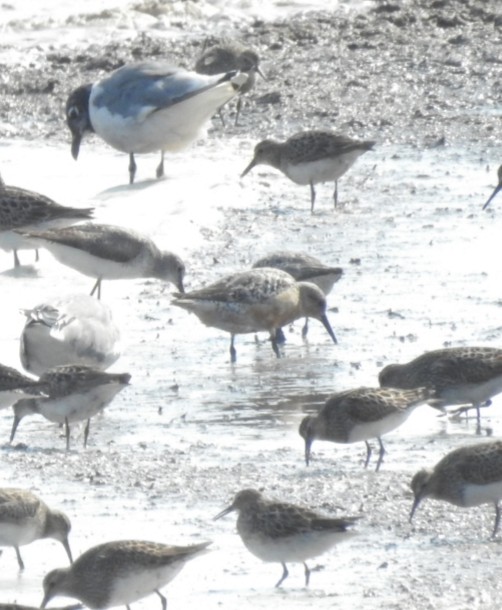 Red Knot - Dan Broers