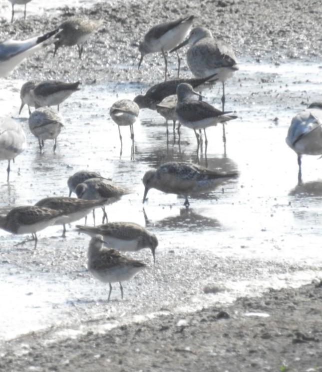 Red Knot - Dan Broers