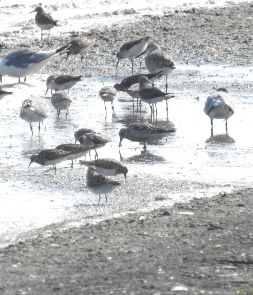 Red Knot - Dan Broers