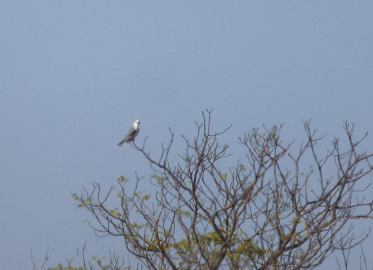 White-tailed Kite - ML109713571