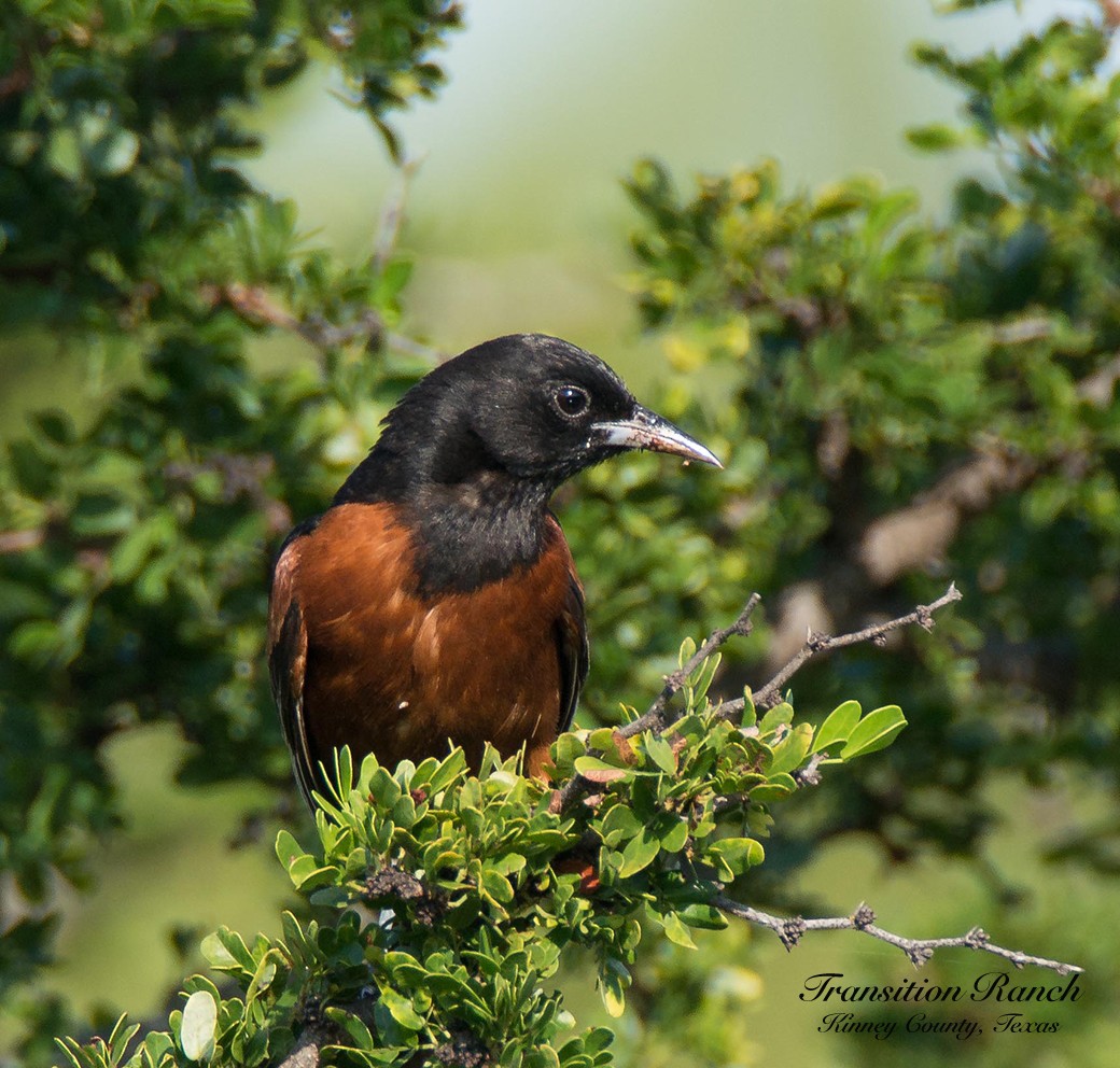 Orchard Oriole - ML109716221