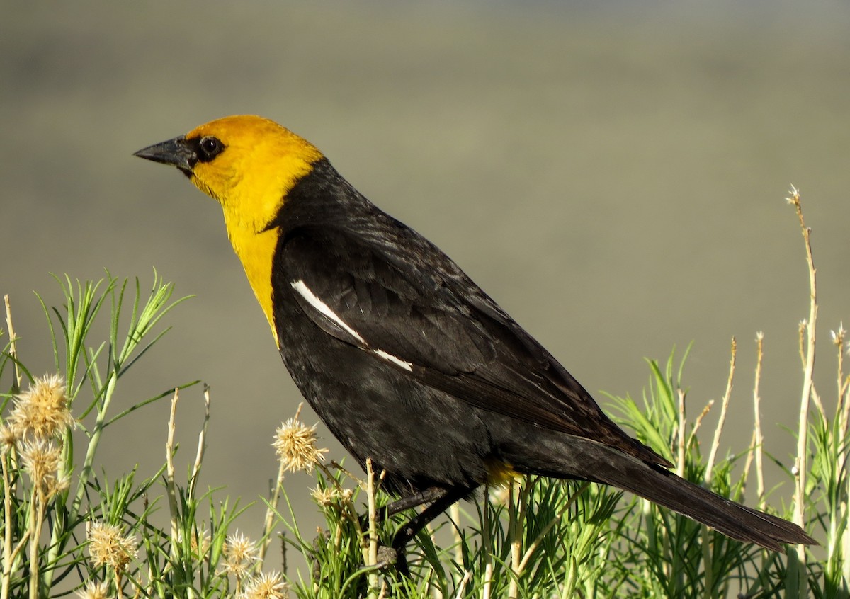 Yellow-headed Blackbird - ML109721101