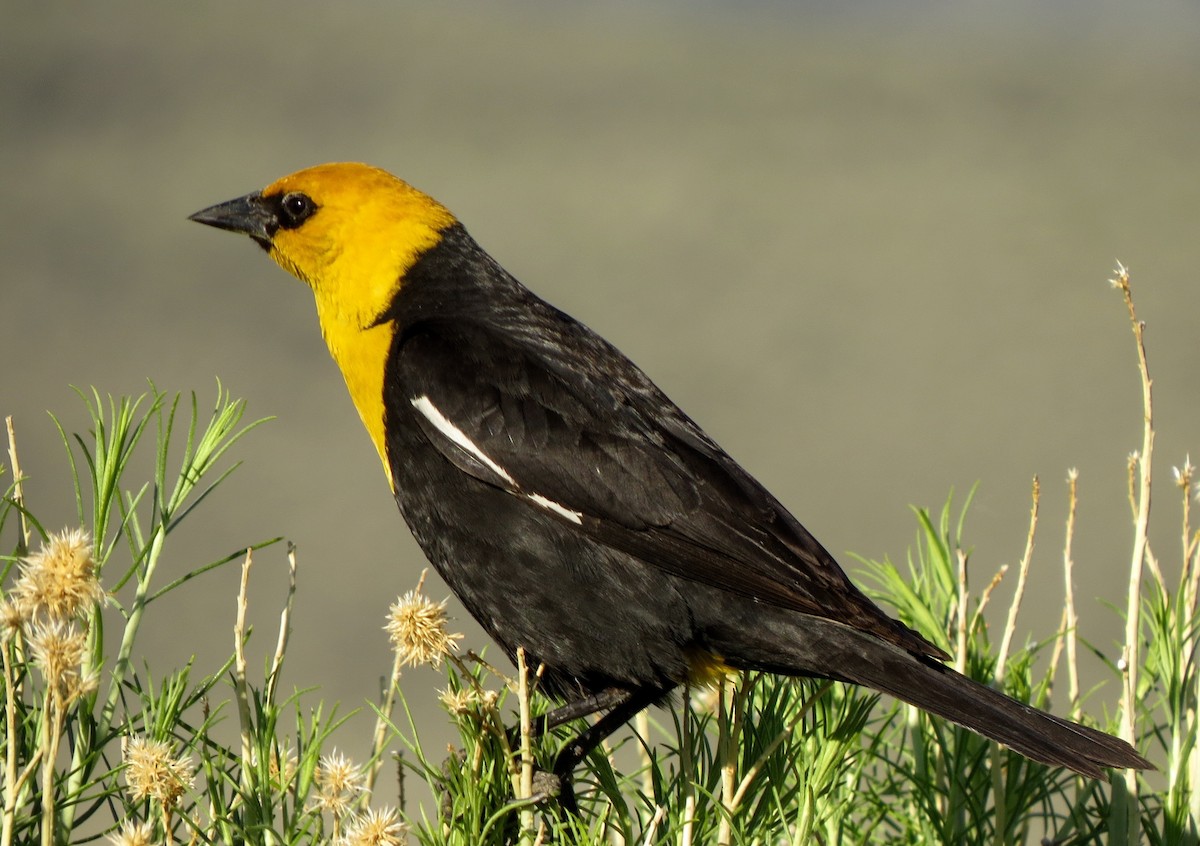 Tordo Cabeciamarillo - ML109721101