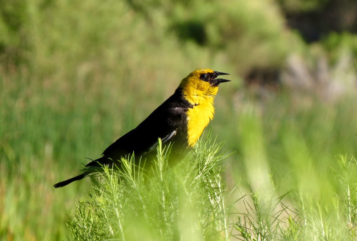 Yellow-headed Blackbird - ML109721121