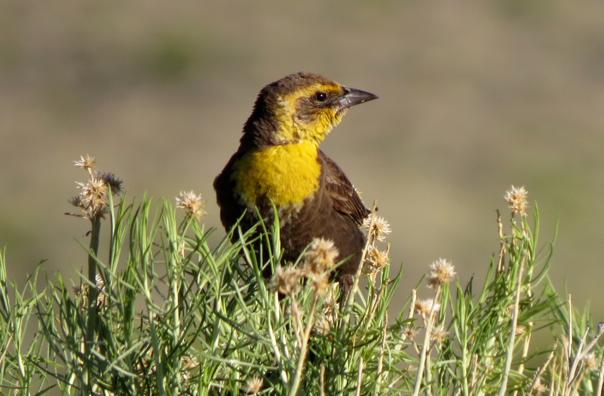 Yellow-headed Blackbird - ML109721131