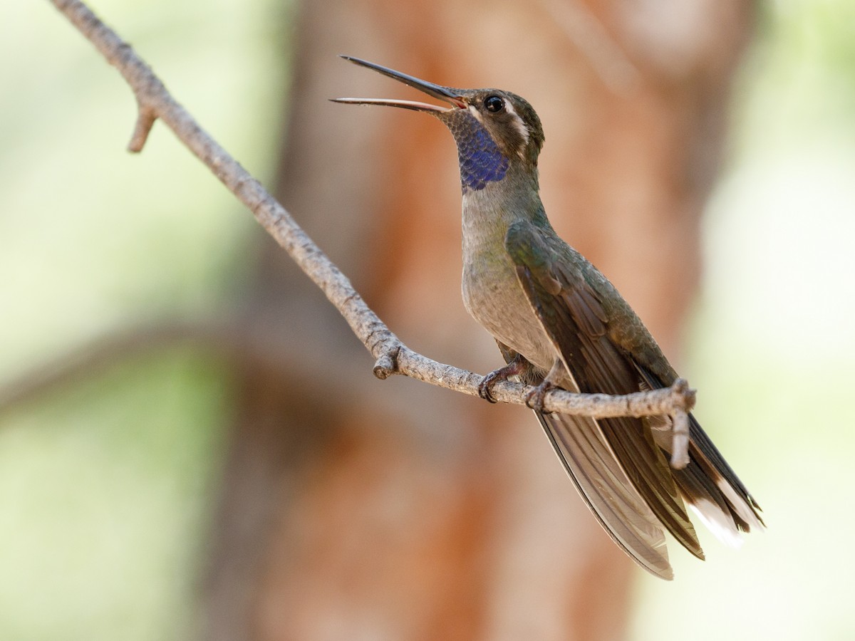 Blue-throated Mountain-gem - ML109721451