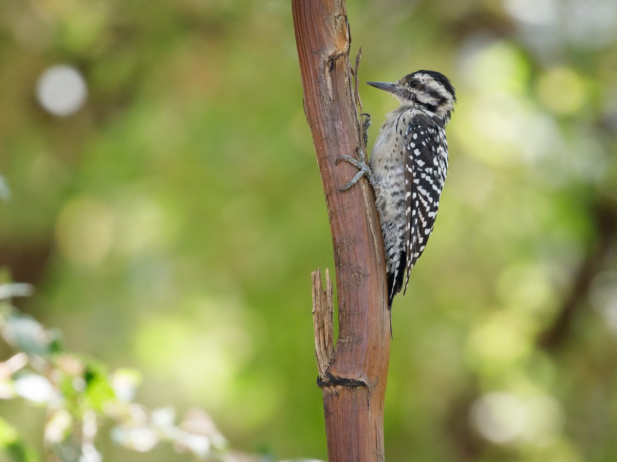 Ladder-backed Woodpecker - ML109721561