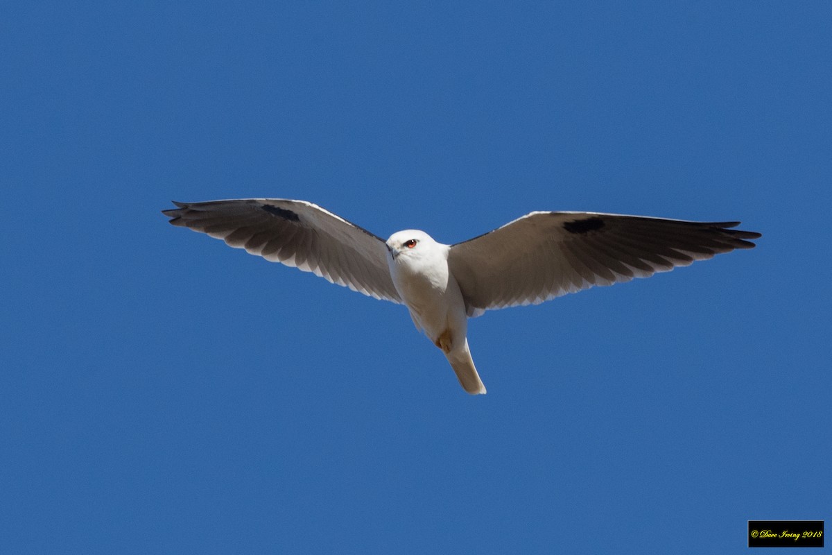 Black-shouldered Kite - David Irving