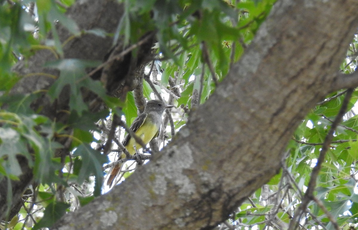 Great Crested Flycatcher - ML109722341