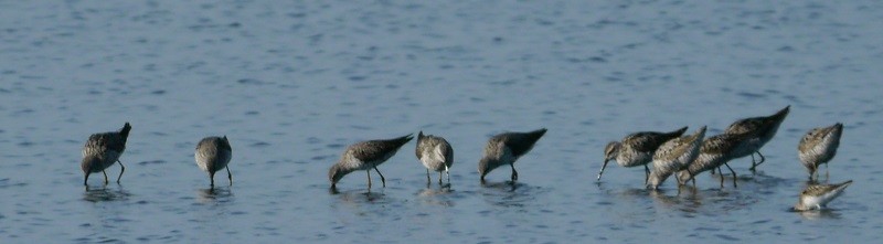 Short-billed Dowitcher - ML109724031