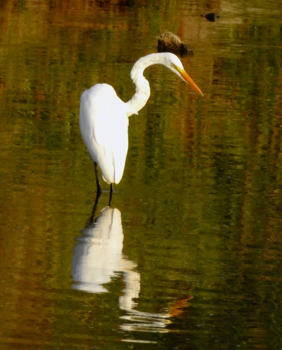 Great Egret - ML109724391