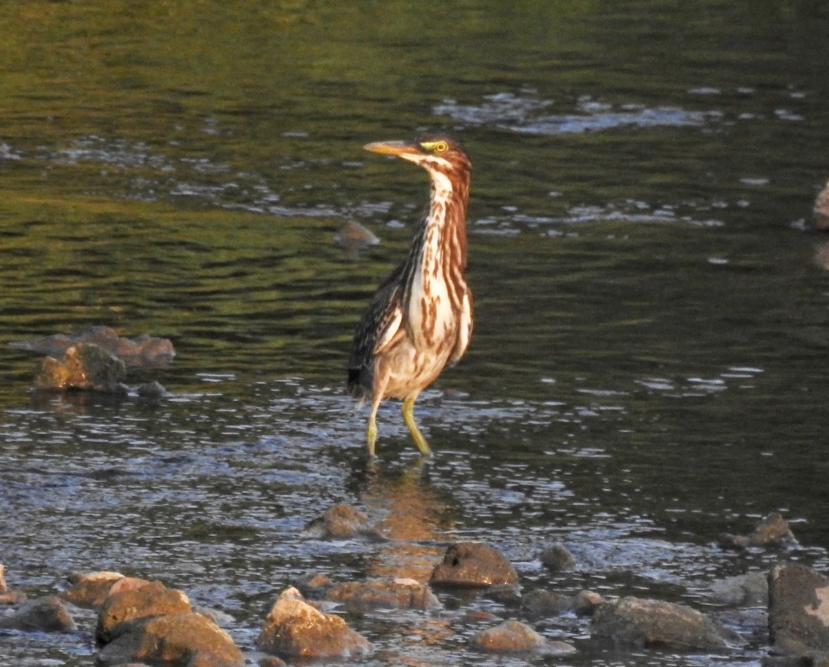 Green Heron - ML109724401