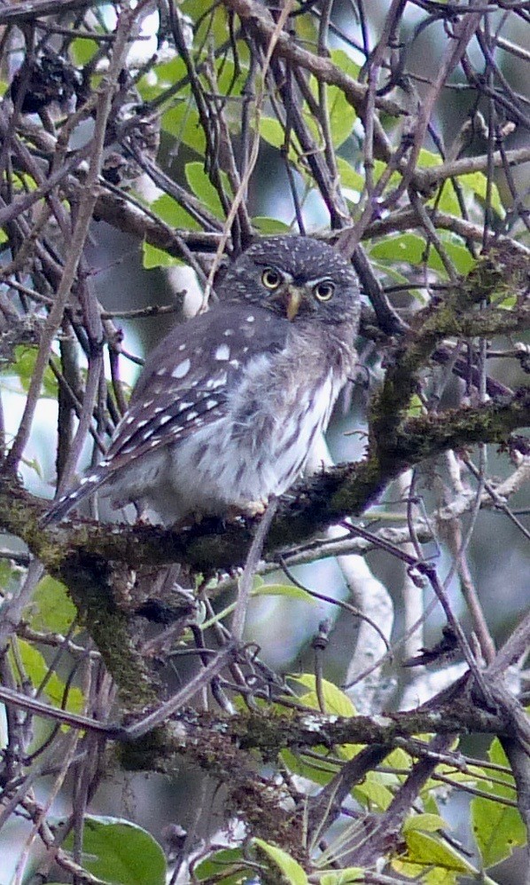 Peruvian Pygmy-Owl - ML109726001
