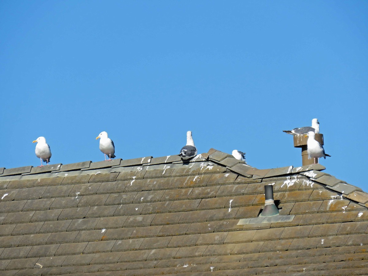 Western Gull - ML109731211